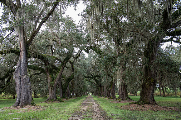Louisiana Evergreen Plantation road 4
