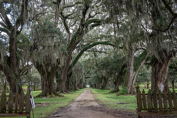 Louisiana Evergreen Plantation road1