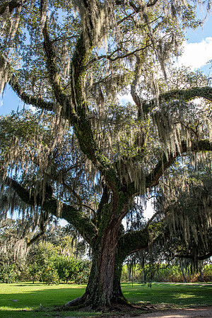 Louisiana Evergreen Plantation tree