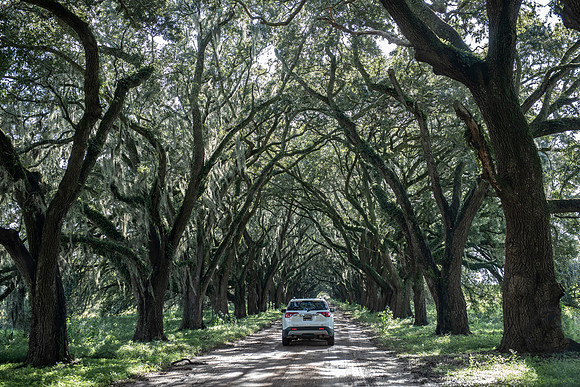 Louisiana Evergreen Plantation entrance road