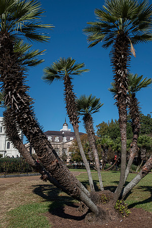 New Orleans Palmetto tree