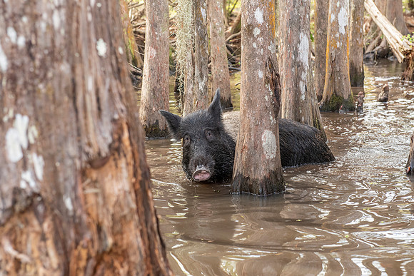 Slidell LA swamp hog