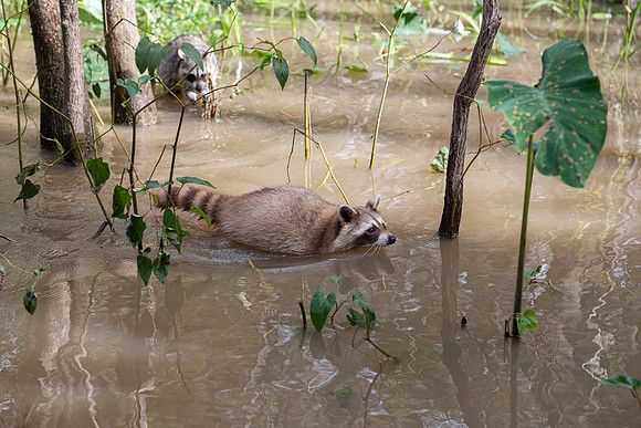Slidell LA swamp albino racoon