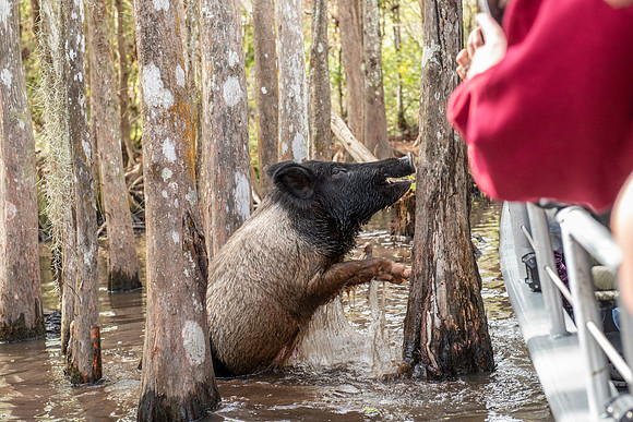 Slidell LA swamp hog 2
