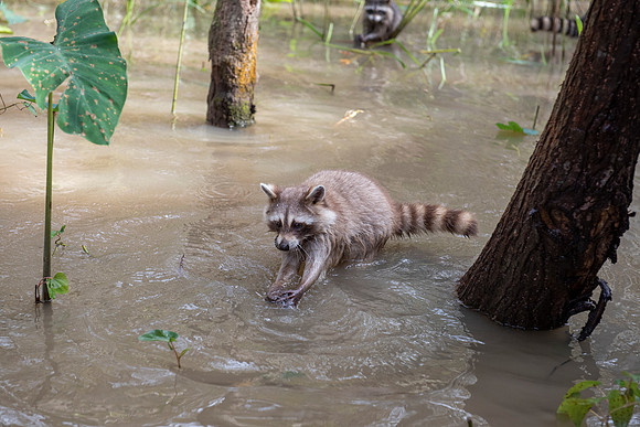 Slidell LA swamp albino racoon 2