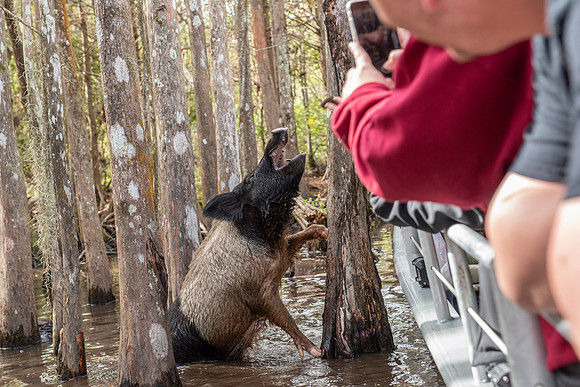 Slidell LA swamp hog 3