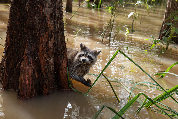 Slidell LA swamp racoon 2