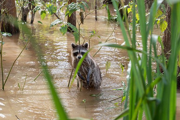 Slidell LA swamp racoon