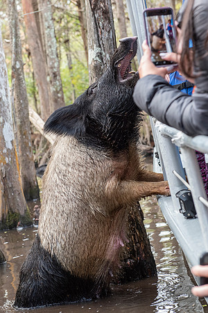 Slidell LA swamp hog 4