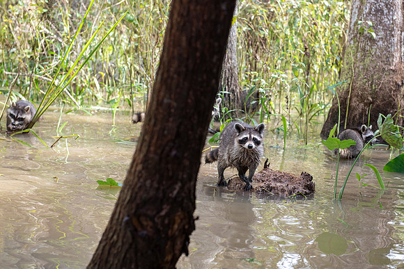 Slidell LA swamp racoons 2