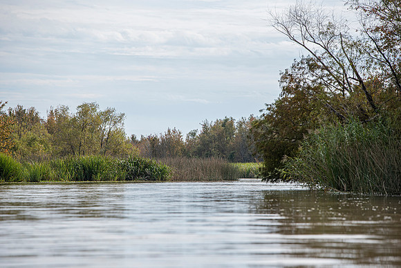 Slidell LA swamp 2
