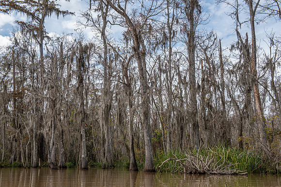 Slidell LA swamp 3