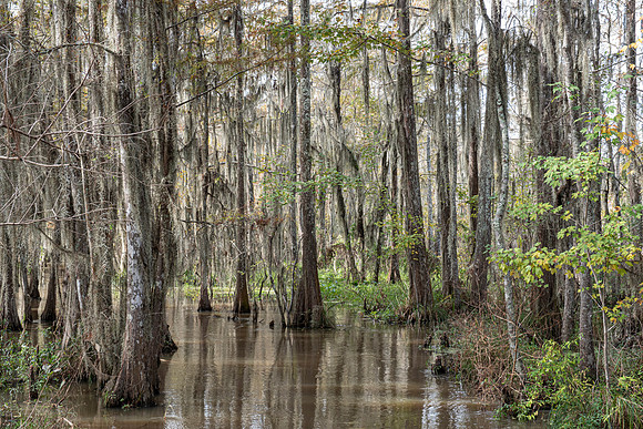 Slidell LA swamp
