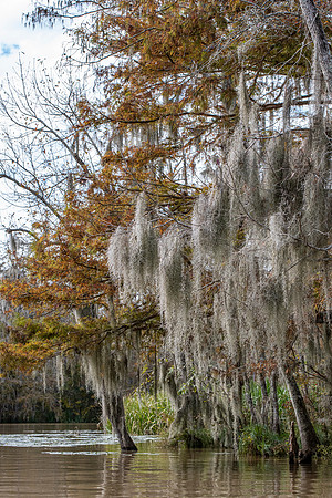 Slidell LA swamp 4