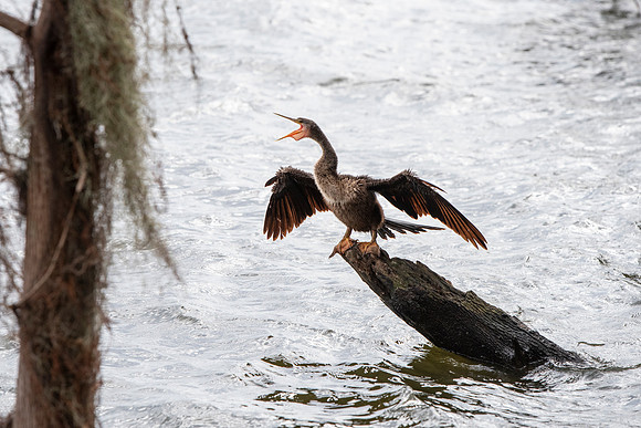 Lakeland Fl anhinga yelling