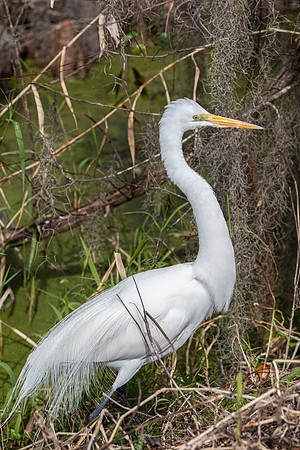 Lakeland FL egret