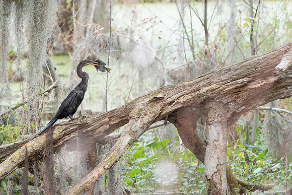 Lakeland FL anhinga feeding 2