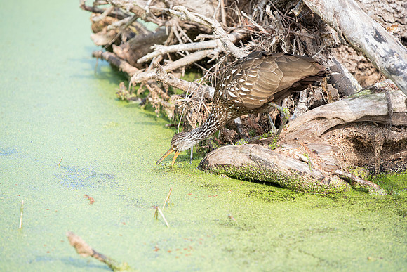 Lakeland FL bird feeding 4