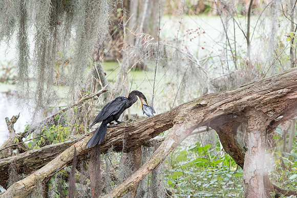 Lakeland FL anhinga feeding 3