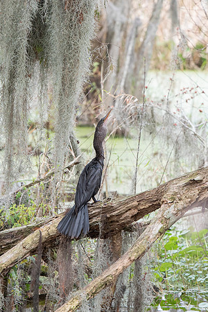 Lakeland FL anhinga feeding 5