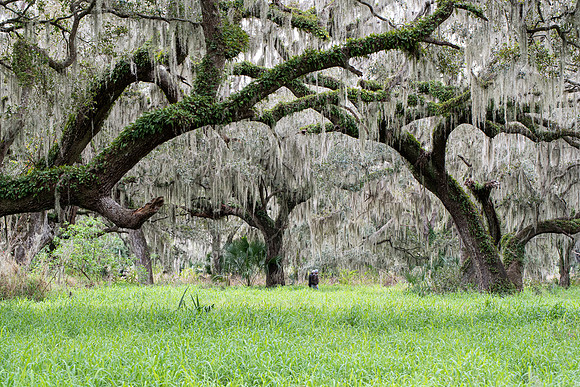 Lakeland FL trail