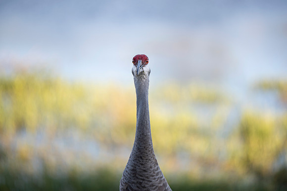Lakeland FL crane 4