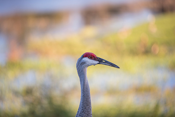 Lakeland FL crane 5