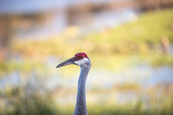 Lakeland FL crane 6