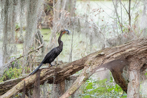 Lakeland FL anhinga feeding 1