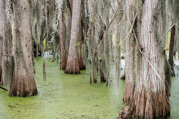 Lakeland FL swamp trees