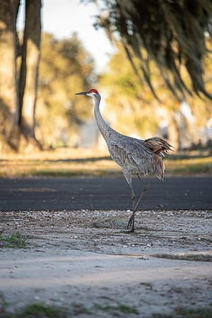 Lakeland FL crane 3