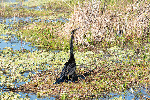 Lakeland FL anhinga eating fish 6