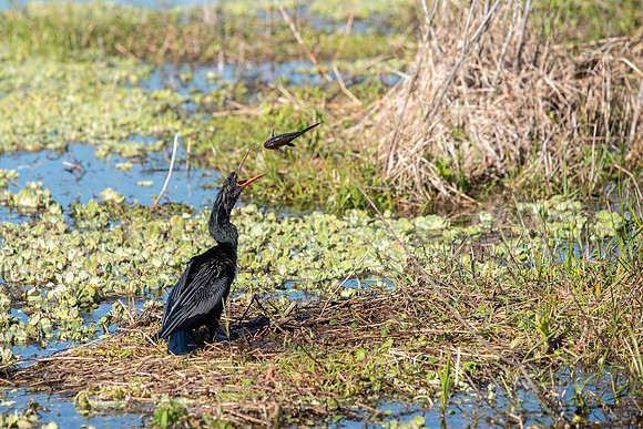 Lakeland FL anhinga eating fish 10