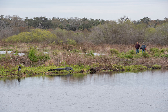 Lakeland FL bird watching alligator watching humans