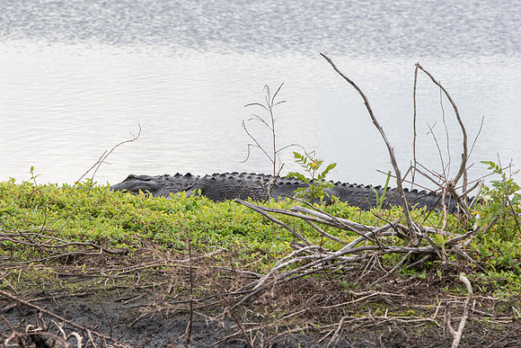 Lakeland FL alligator