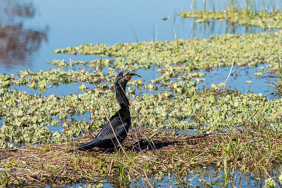 Lakeland FL anhinga eating fish 2