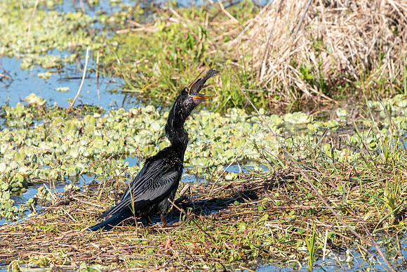 Lakeland FL anhinga eating fish 7