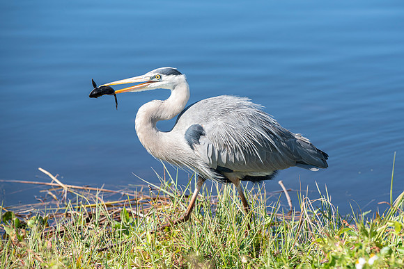 Lakeland FL heron eating fish