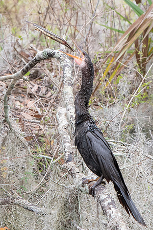 Lakeland FL anhinga tossing fish