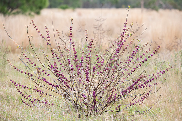 Lakeland FL flowering plant