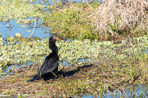 Lakeland FL anhinga eating fish 3