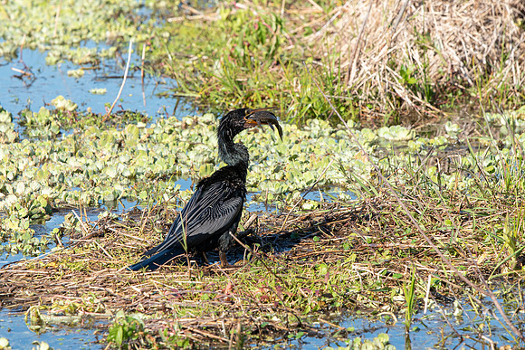 Lakeland FL anhinga eating fish 8