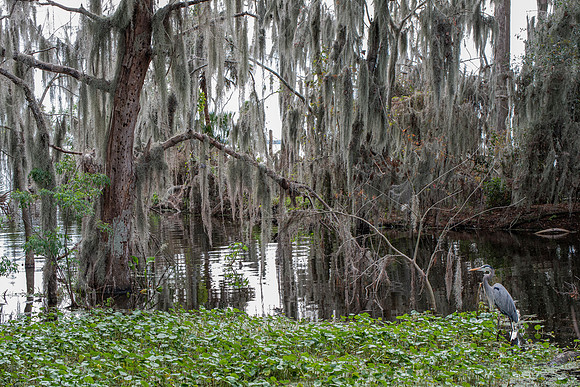 Lakeland FL heron and spanish moss