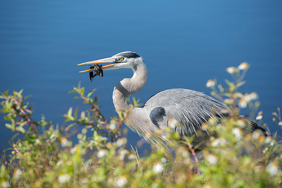 Lakeland FL heron eating fish 2