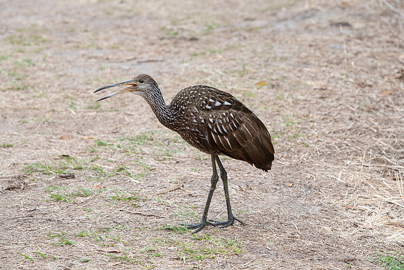 Lakeland FL Limpkin talking