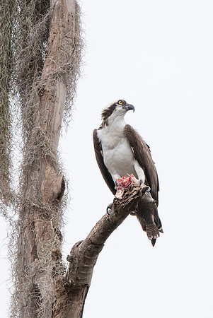 Lakeland FL Osprey eating fish in tree