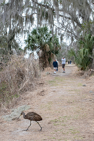 Lakeland FL Limpkin crossing trail