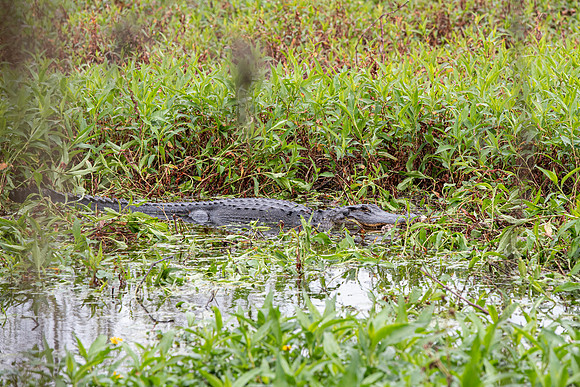 Lakeland FL alligator 2