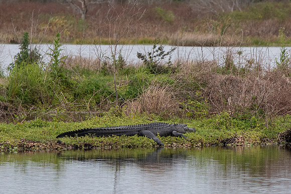Lakeland FL alligator resting