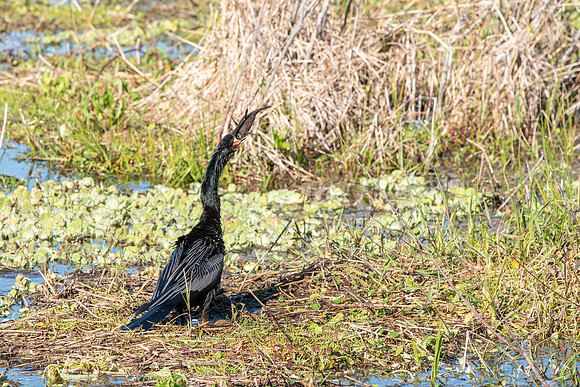 Lakeland FL anhinga eating fish 4